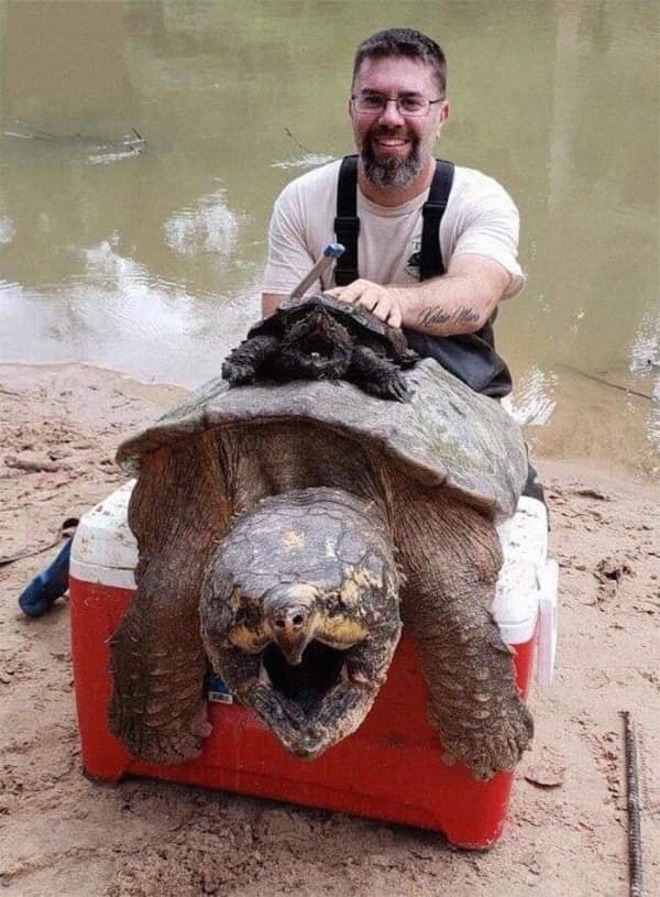 A big animal picture of a man holding a gigantic alligator snapping turtle.
