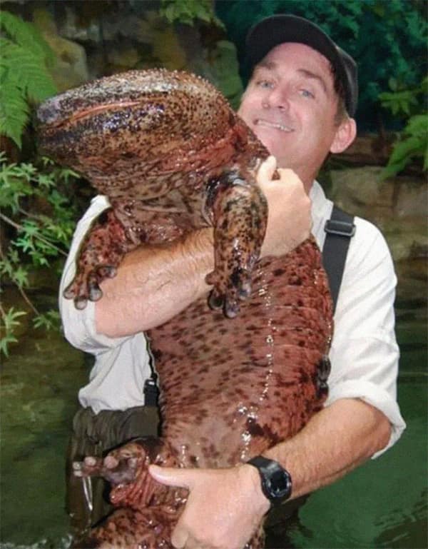 In this big animal shot, a man holds a giant Japanese salamander.