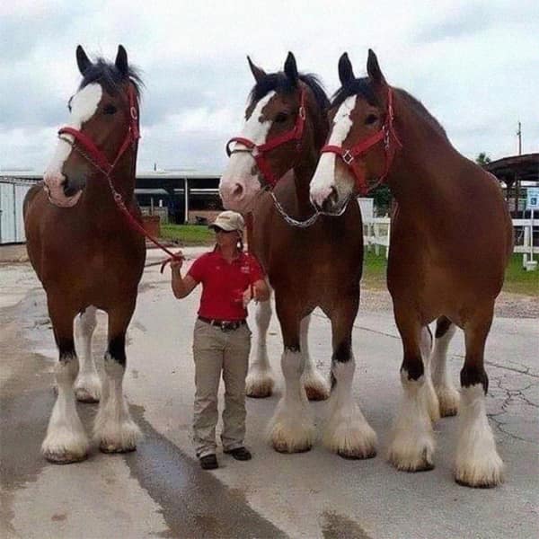 A big animal photo of three Clydesdale horses towering over a woman.