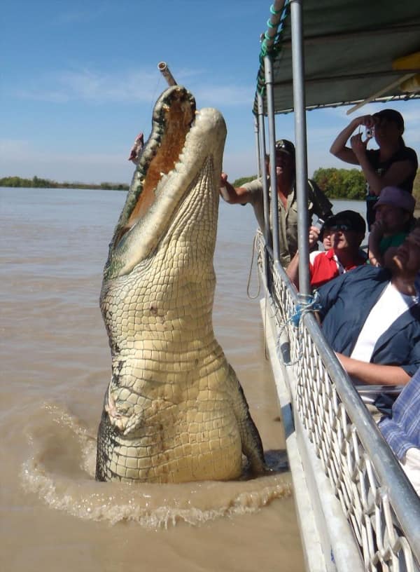 A big animal image of a saltwater crocodile jumping vertically out of the water.