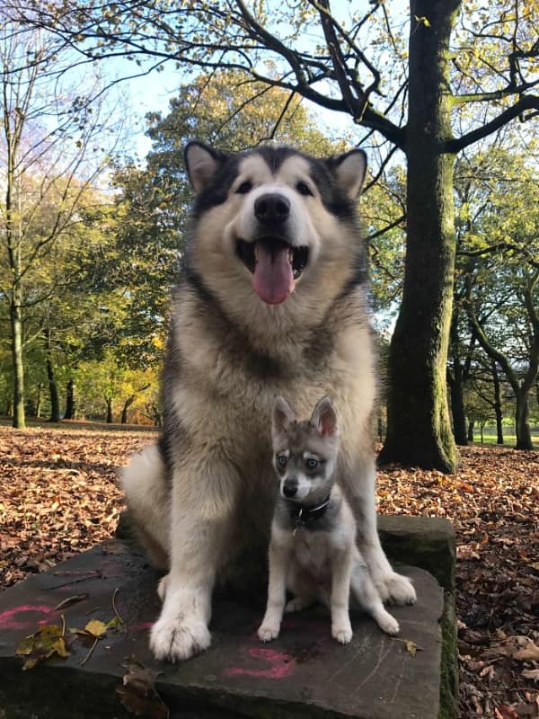 In this big animal shot, a giant Alaskan Malamute sits next to a tiny puppy.