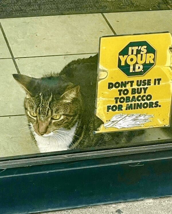 A bodega cat sitting behind a counter next to a sign about checking ID for tobacco.