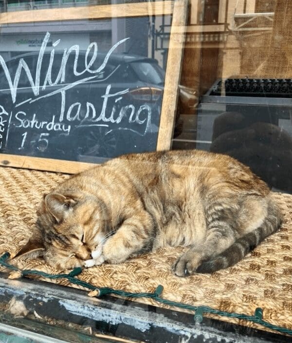 A bodega cat sleeping on a mat in a shop window behind a wine tasting sign.