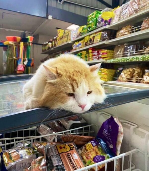 A fluffy orange and white bodega cat resting its chin on the edge of a freezer aisle.