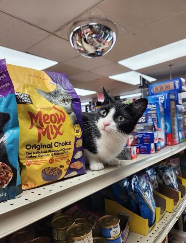A black and white bodega cat sitting on a shelf next to a bag of Meow Mix cat food.