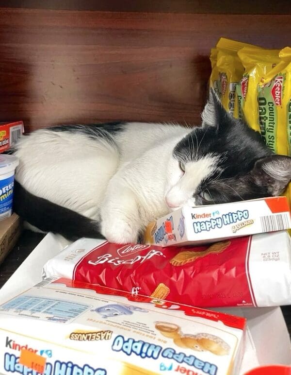 A black and white bodega cat sleeping on top of boxes of Kinder Happy Hippos and Biscoff cookies.