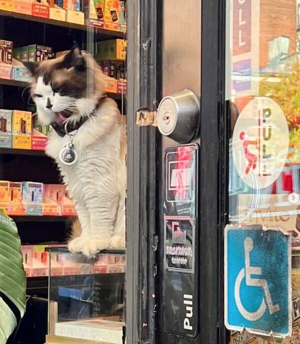A fluffy bodega cat yawning widely while sitting on a glass counter near the door.