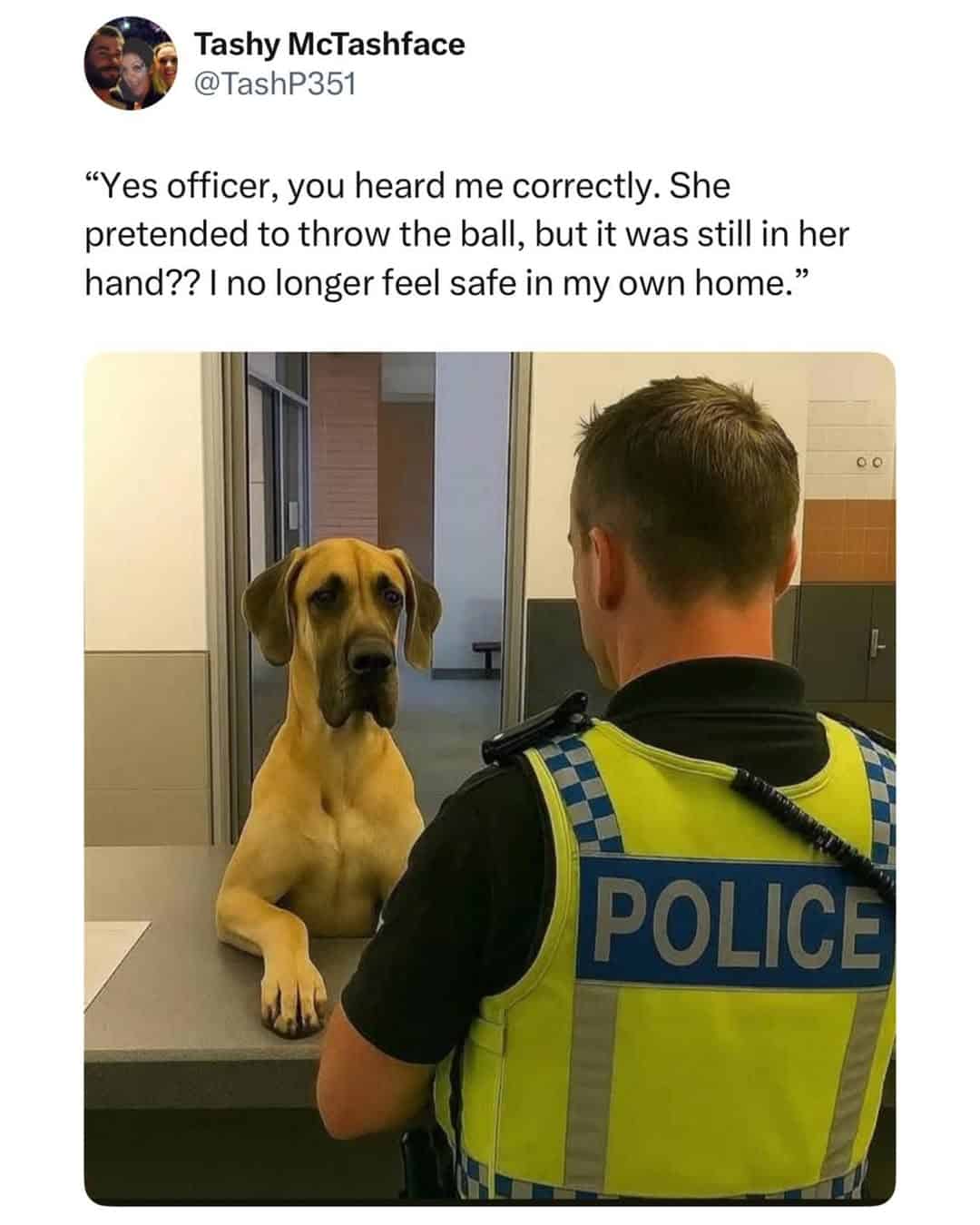 A british meme of a dog staring down a police officer.