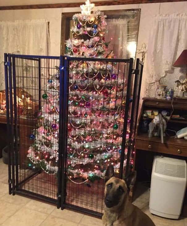 A cat christmas tree protected by a heavy duty black metal fence enclosure.