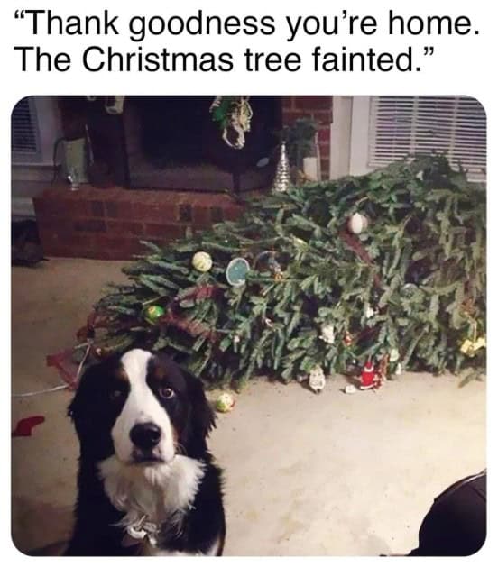 A funny christmas meme of a dog claiming the tree "fainted" while he looks guilty.