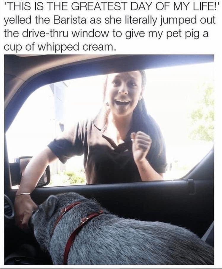 A classic meme of a barista screaming with joy at a pet pig in a drive-thru.