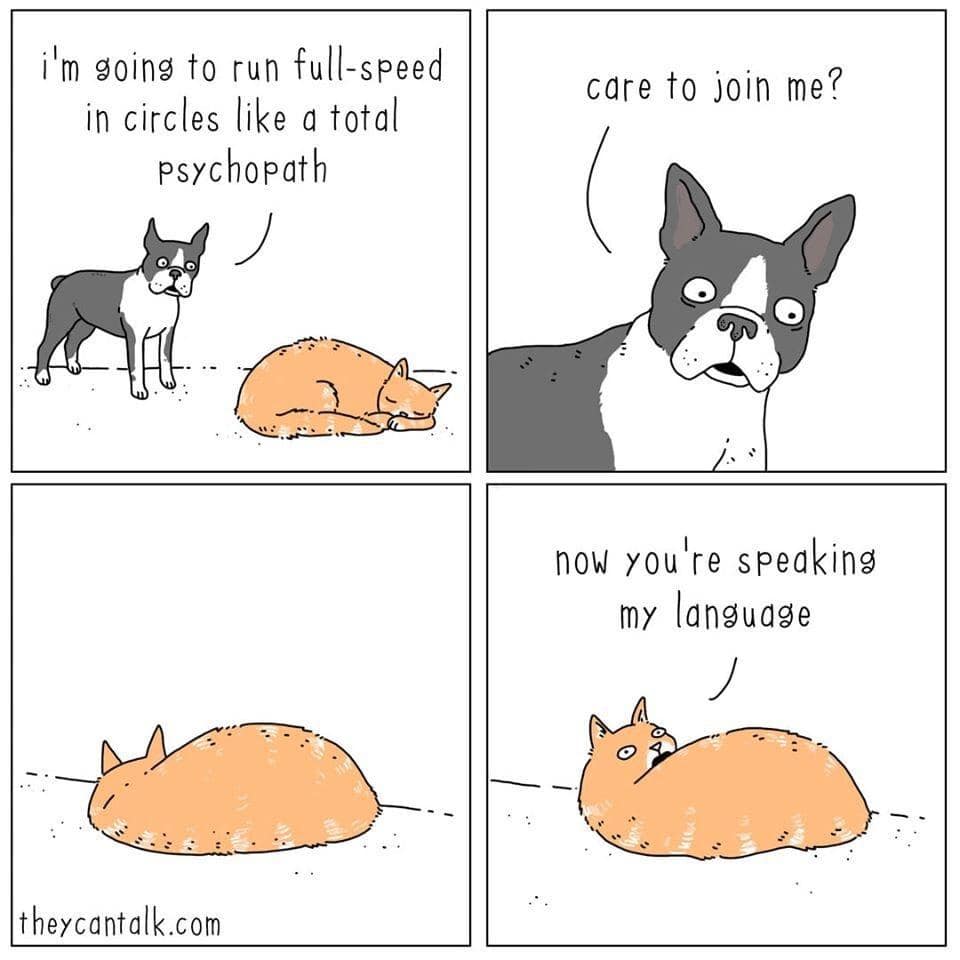 A wholesome classic meme comic about a dog and cat getting the zoomies together.