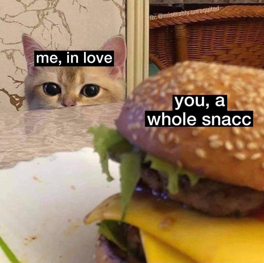 A classic meme comparing a cat looking lovingly at a burger to being in love.