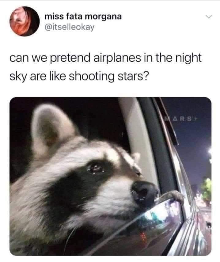 A viral tweet classic meme using a sad raccoon to reference the song Airplanes.