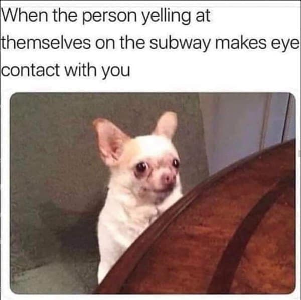 A classic meme of a Chihuahua looking sideways nervously on the subway.