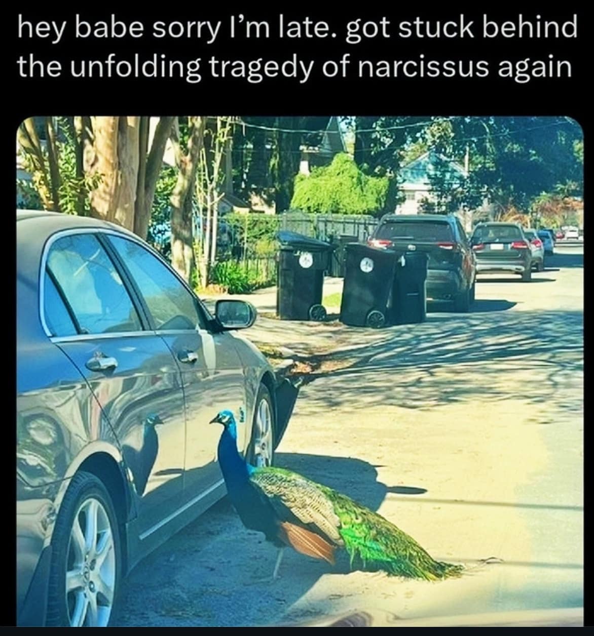 A funny meme blaming being late on a peacock blocking the road referencing Narcissus