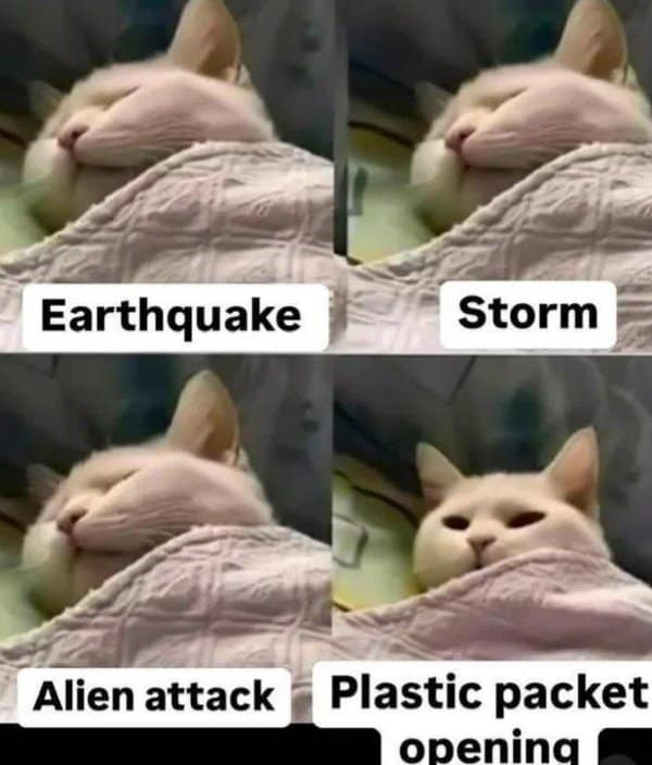 Cat sleeping through various disasters in a classic meme about deep sleep.
