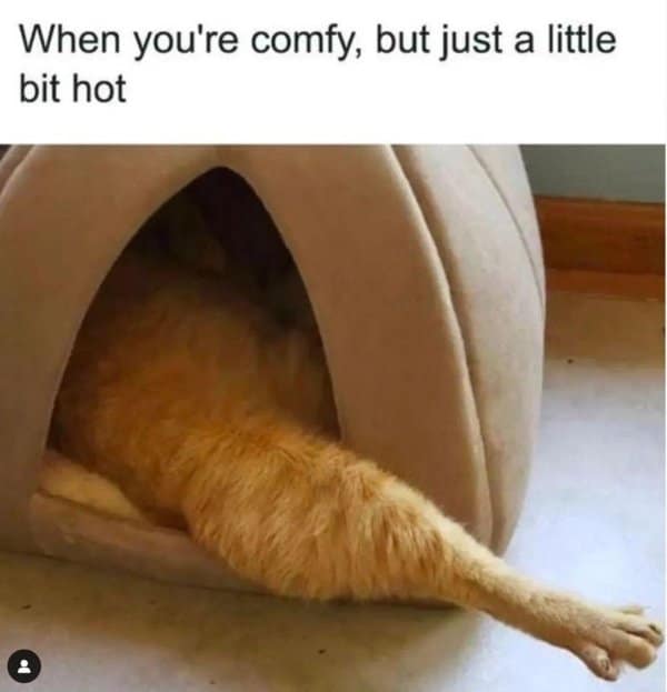 A classic meme of a cat sticking one leg out of a bed to regulate temperature.