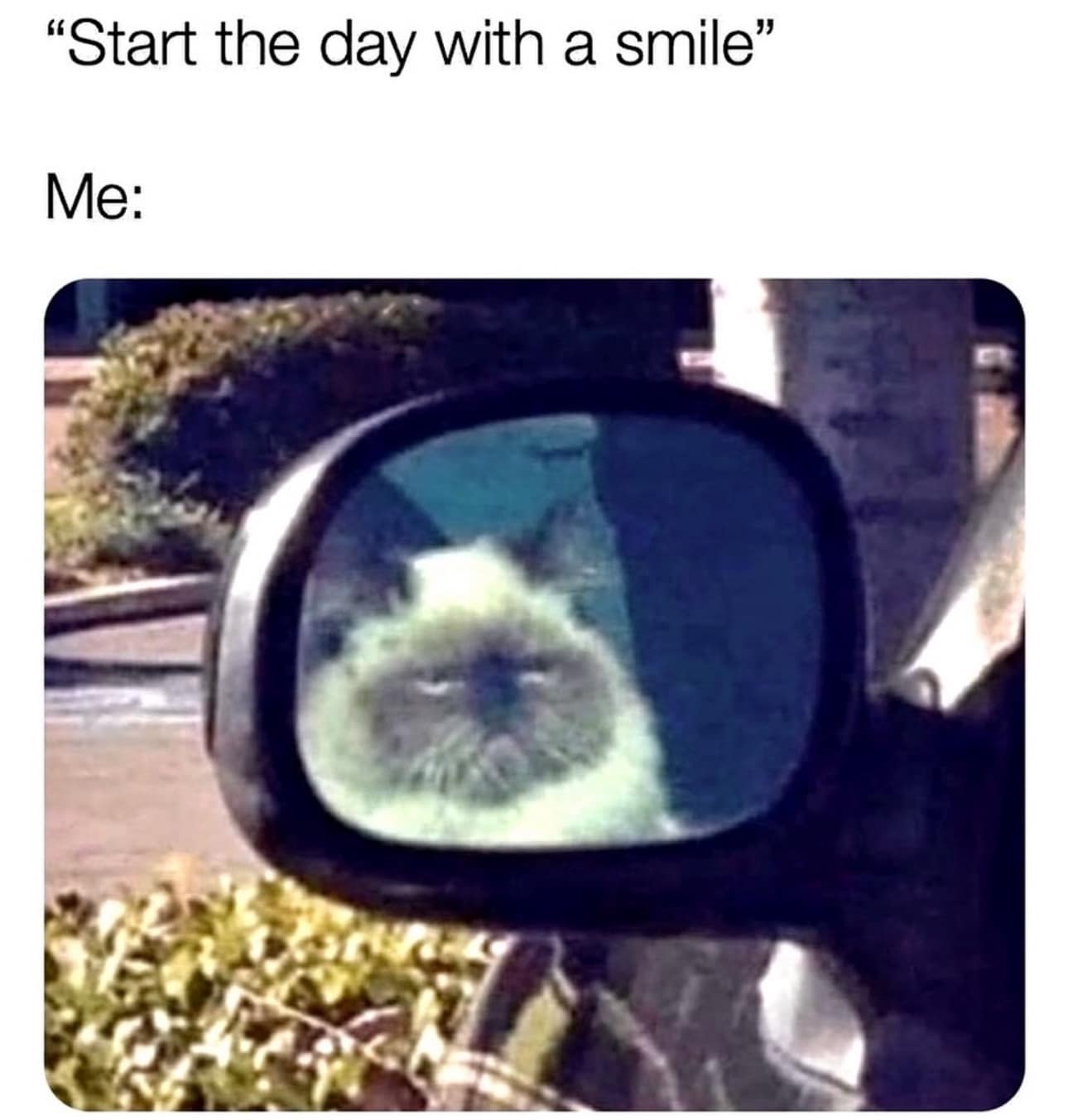 Grumpy cat reflection in a car side mirror used as a classic meme