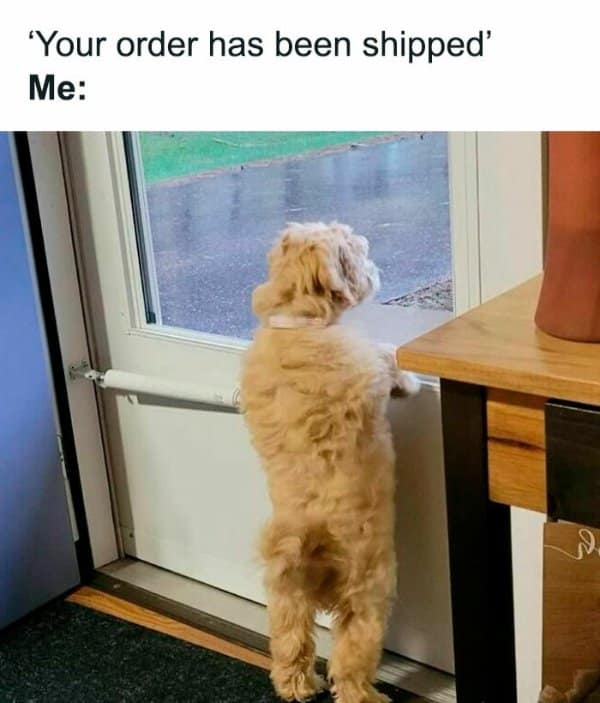 A classic meme of a fluffy dog standing on two legs looking out a door for a package.