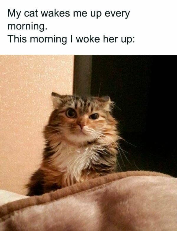 A classic meme of a cat looking angry about being woken up.