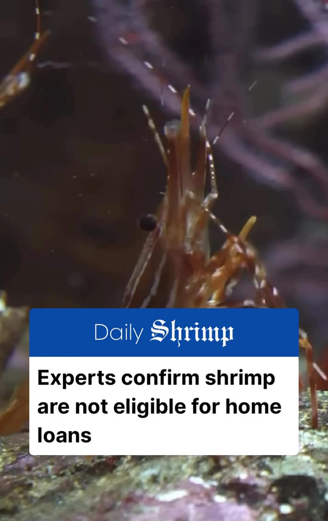 A classic meme headline from Daily Shrimp stating experts confirm shrimp are not eligible for home loans.