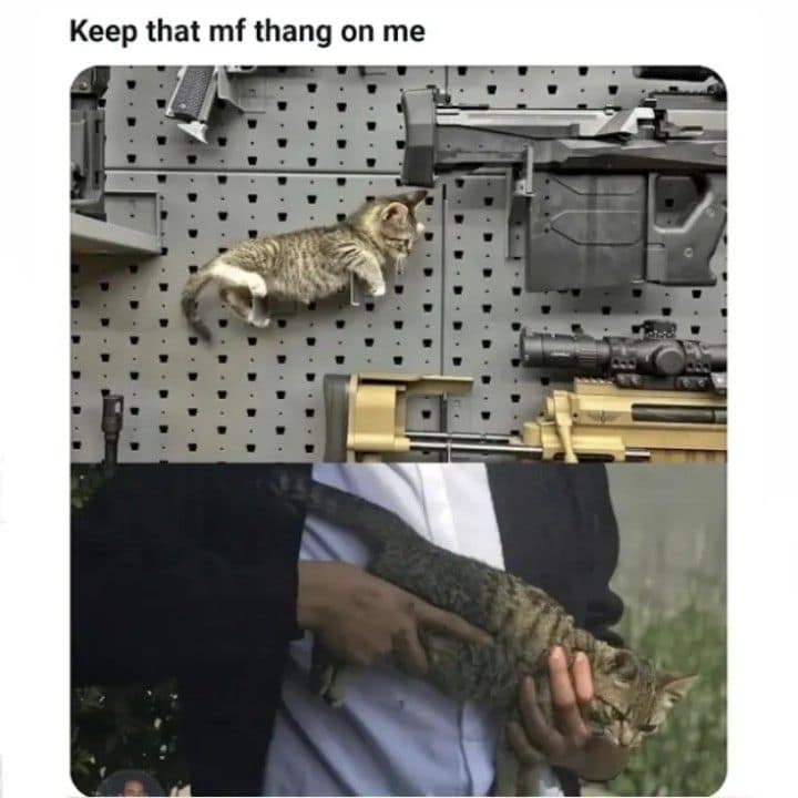 A funny classic meme of a kitten hanging on a tactical wall rack next to guns.