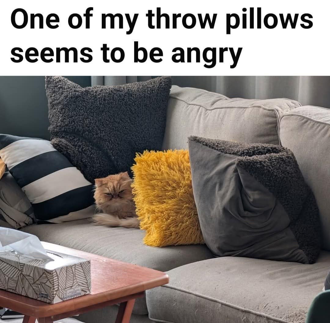 A funny classic meme showing a fluffy cat sitting next to a pillow that looks like an angry face.