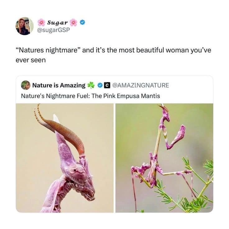 A viral tweet comparing a Pink Empusa Mantis to a beautiful woman.