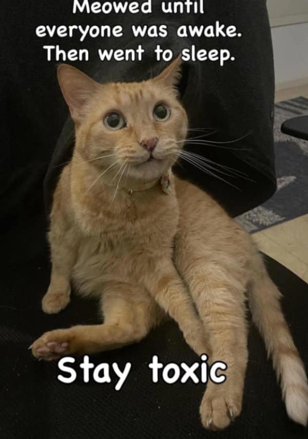 A classic meme of an orange cat sitting awkwardly with the caption Stay Toxic.