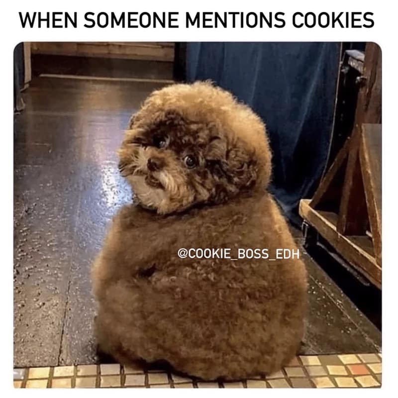 Fluffy brown dog looking back excitedly in a funny cookie meme