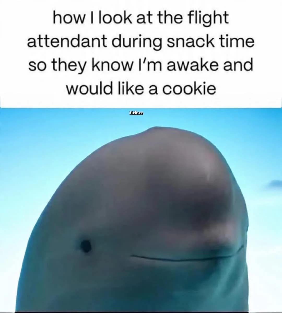 Beluga whale smiling politely to ask for a snack in a cookie meme