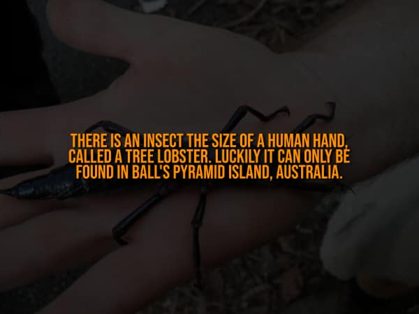 A creepy fact describing a "tree lobster" insect the size of a human hand.