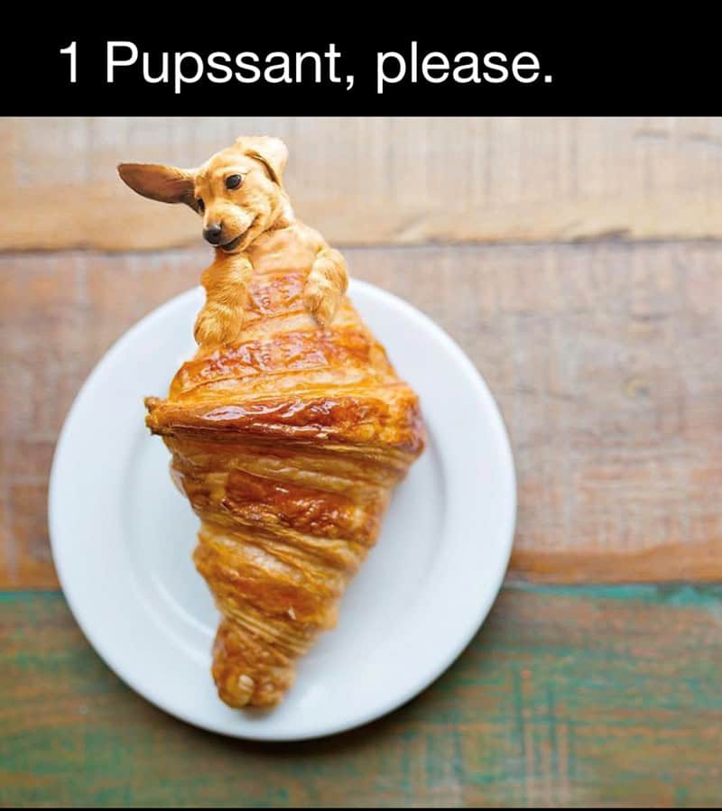 A croissant meme featuring a dachshund dog photoshopped into a pastry.
