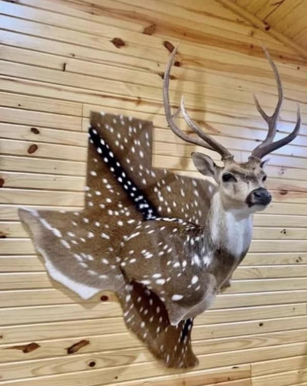 Taxidermy deer distorted into the shape of the state of Texas used as a cursed image