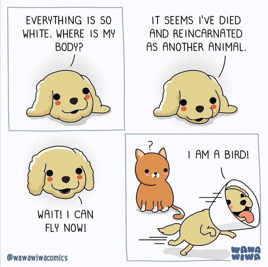 A comic showing a dog thinking it died and became a bird because of a medical cone.