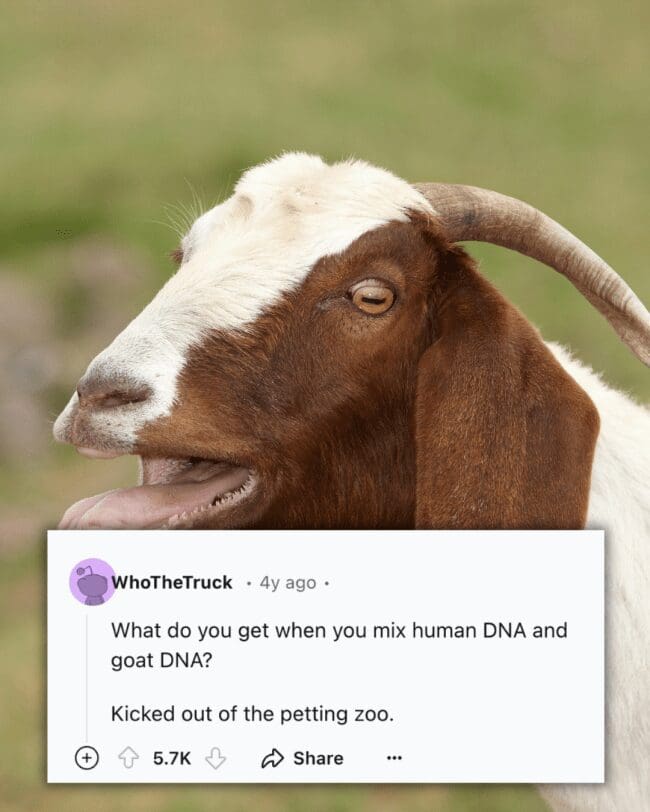 A dirty joke featuring a goat asking what you get when you mix human and goat DNA.