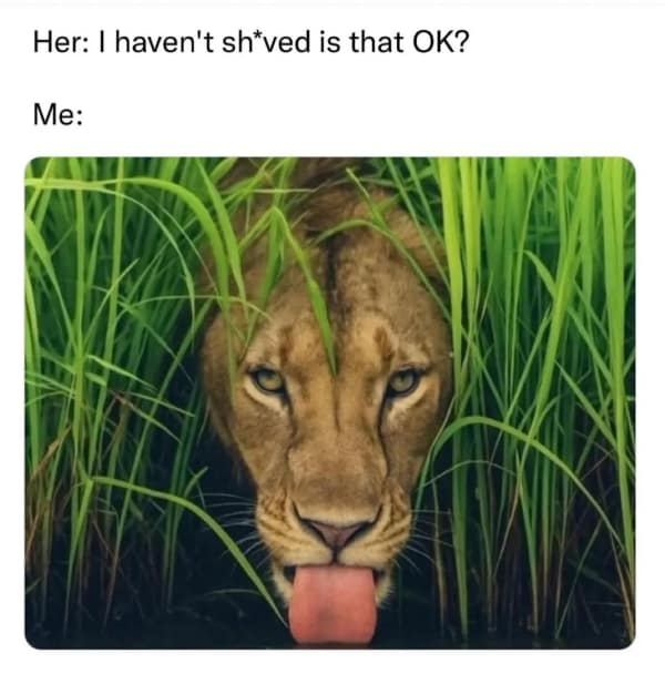 A dirty meme comparing a man to a lion in tall grass responding to shaving questions.