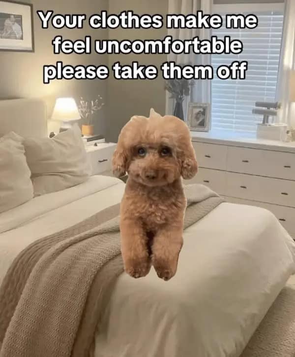 A funny dirty meme featuring a cute dog asking someone to take off their clothes.