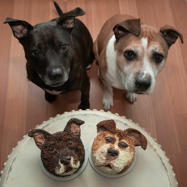 Two pitbull dogs posing next to realistic custom cakes of their heads.