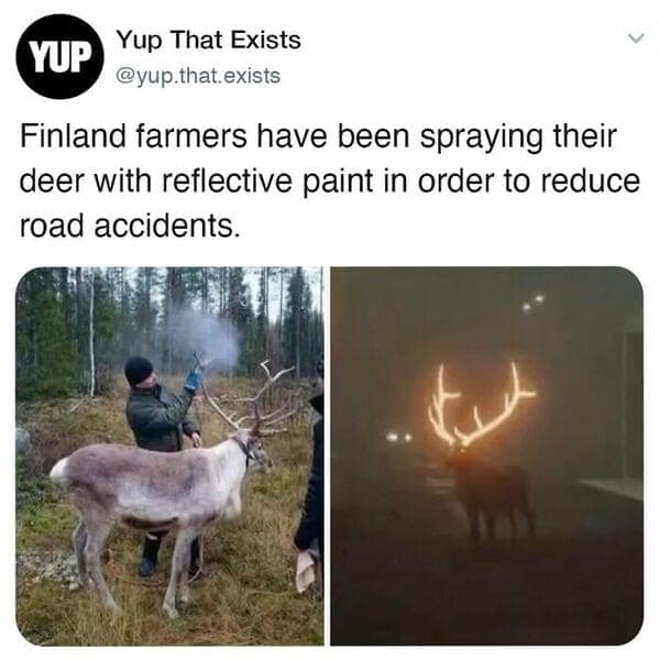 A fun random fact showing reindeer in Finland with reflective paint on their antlers.