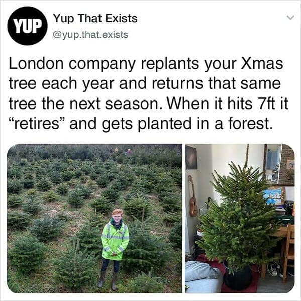 A fun random fact about a London company that replants Christmas trees until they retire to a forest.