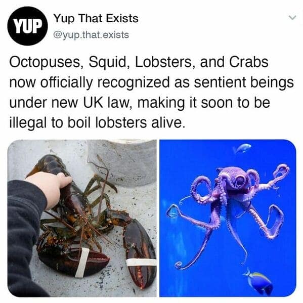 A fun random fact about UK law recognizing octopuses and lobsters as sentient beings.