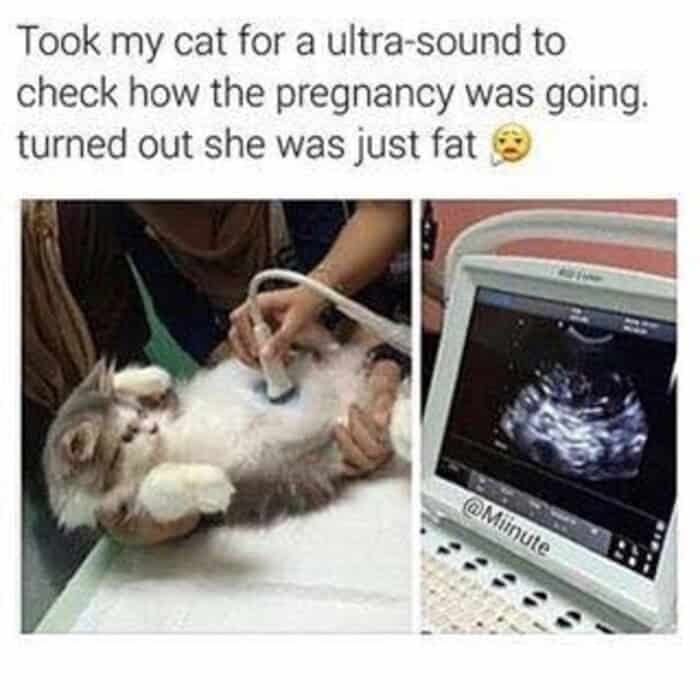 A funny cat meme about a cat getting an ultrasound that turned out to be just fat.