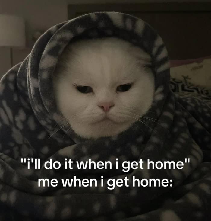 A funny cat meme of a grumpy white cat wrapped in a blanket like a burrito.