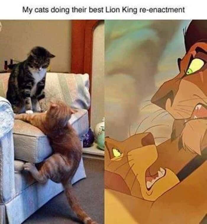 A funny cat meme comparing two cats playing to the Scar and Mufasa scene in The Lion King.