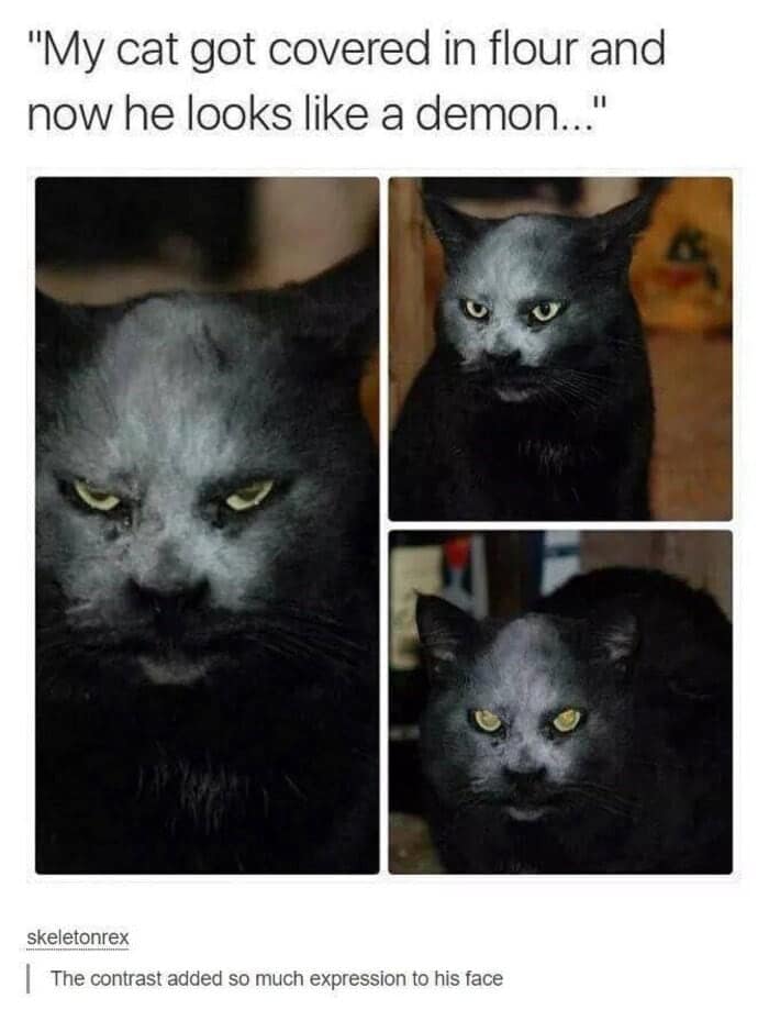 A funny cat meme showing a black cat covered in flour looking like a demon.