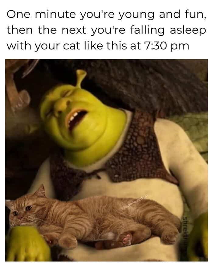 A funny cat meme comparing falling asleep early with a cat to Shrek sleeping.
