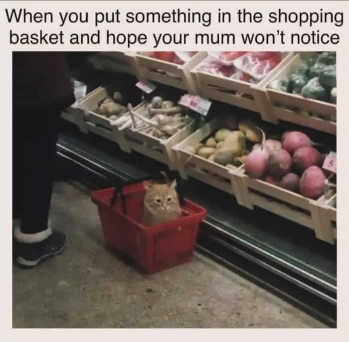 A funny cat meme of a kitten sitting in a red shopping basket hoping not to be noticed.