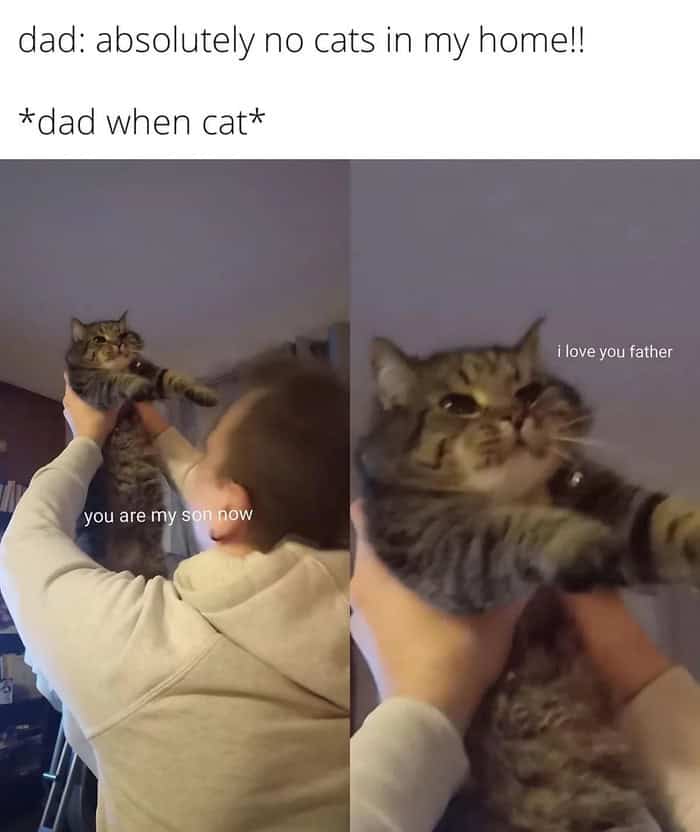 A funny cat meme showing a dad who didn't want a cat holding it up like a baby.